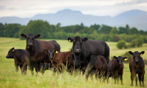 Our Cattle, JW Galloway